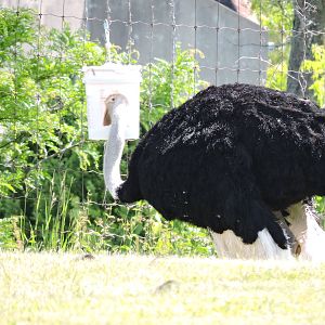Ostrich - Orville