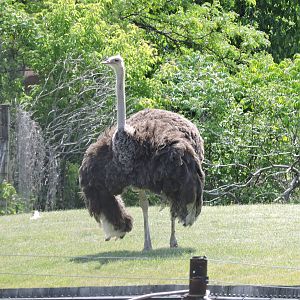 Ostrich