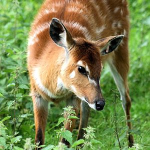 Sitatunga; Whipsnade; 11th June 2016
