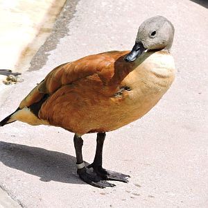 Cape Shelduck