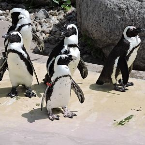 African Penguins