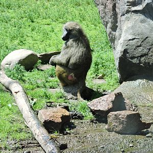 Baboon