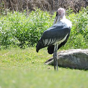 Marabou Stork