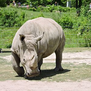 White Rhino - Sabi