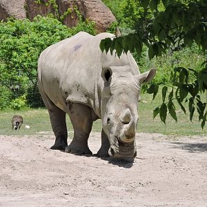 White Rhino - Zohari