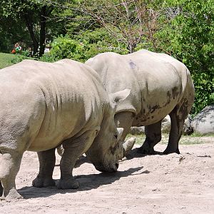 White Rhinos Sparring