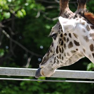 Giraffe - Mstari