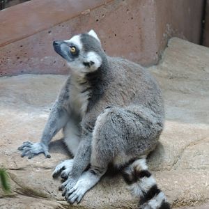 Lemur