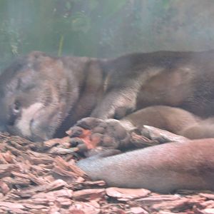 Sleeping otter