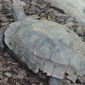 Brown Tortiose