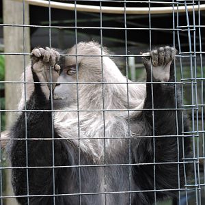 Lion Tailed Macaque - Guntar