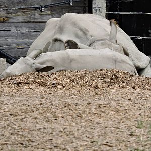 Indian Rhinos - Nandu and Asha