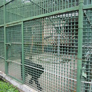 Nanjing Zoo -  Leopard/Jaguar Cage
