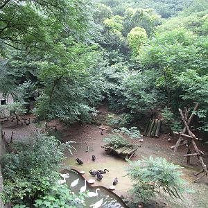 Nanjing Zoo - Lion/Tiger ravine