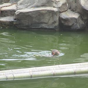 Nanjing Zoo - Swimming Rhesus Monkey