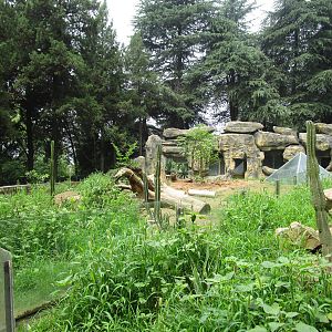 Nanjing Zoo - Meerkat Enclosure