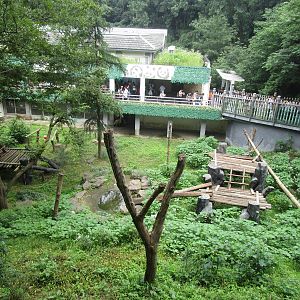 Nanjing Zoo - Giant Panda Enclosure
