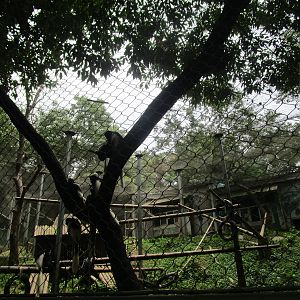 Nanjing Zoo - Guereza Enclosure