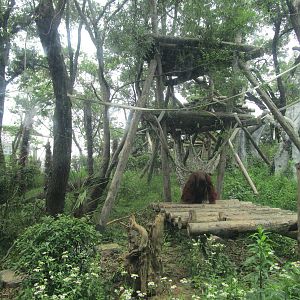 Nanjing Zoo - Orangutan Enclosure