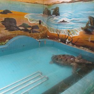 Nanjing Zoo - Green Turtle Exhibit