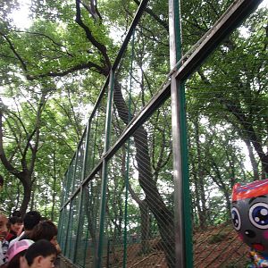 Would you bet your life that a wolf couldn't escape this enclosure?