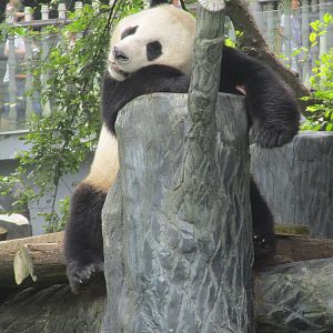 Nanjing Zoo - Giant Panda