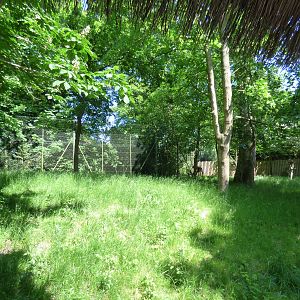 Outdoor Okapi Enclosure