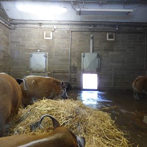 Indoor Red River Hog