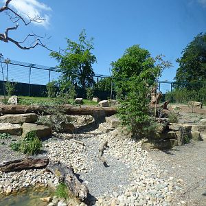 View of Asian Lion enclosure