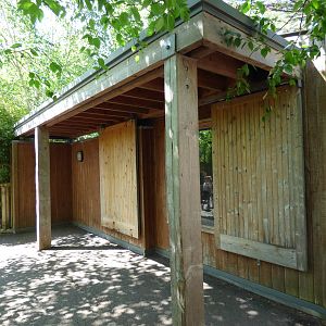 Indoor Asian Lion Viewing Area