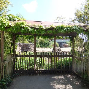 Bull Asian Elephant Enclosure