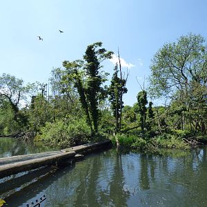 White Naped Mangaby Island