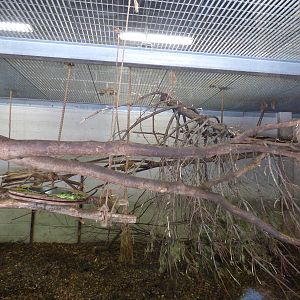 Indoor Mangaby Enclosure