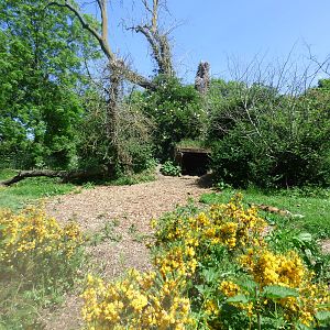 Hunting Dog Enclosure