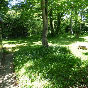 Outdoor Sulcatta Enclosure