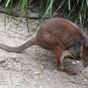 Red-legged Pademelon