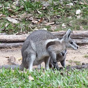 Bridled Nailtail Wallaby