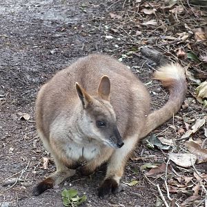 Proserpine Rock-wallaby