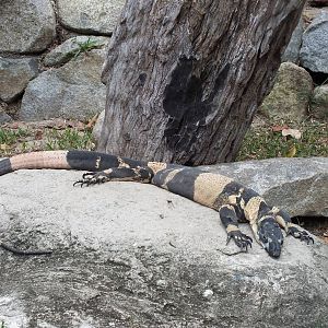 Lace Monitor