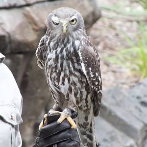 Barking Owl