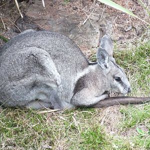 Bridled Nailtail Wallaby