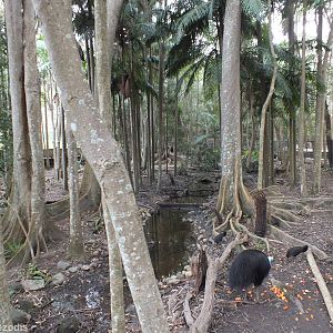 Fantastic Cassowary Enclosure
