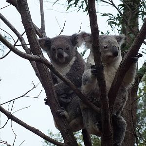 Koalas (nominate subspecies)