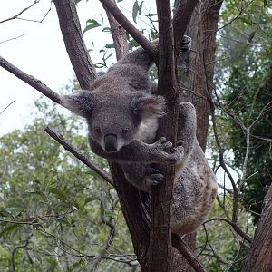 Koalas (nominate subspecies)