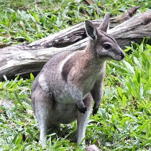 Bridled Nailtail Wallaby