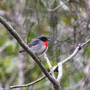 Mistletoebird