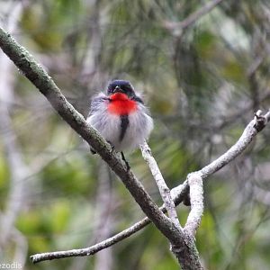 Mistletoebird