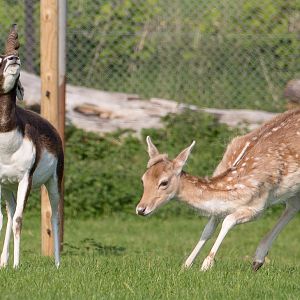 Blackbuck; fallow deer : Whipsnade : 05 Jun 2016