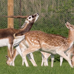 Blackbuck; fallow deer : Whipsnade : 05 Jun 2016