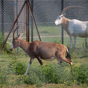 Blesbok; scimitar-horned oryx : Whipsnade : 05 Jun 2016